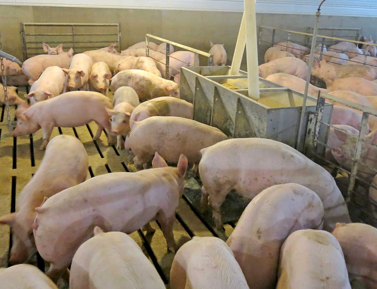 Pigs-Eating